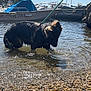 Vulkan participe au concours pour gagner de l'argent avec cette photo : dog, water, pebbles, leash, boat, dock, sunlight, outdoor, nature, shore, reflection, sky, trees, animal, pet, summer, daytime, calm, river, wet