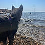 dog, wet_dog, beach, rocks, water, sea, ocean, person, sailboat, sky, sunlight, waves, shore, outdoor, nature, animal, collar, daytime, summer, vacation