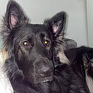 Vulkan participe au concours pour gagner de l'argent avec cette photo : dog, german_shepherd, black_fur, pet, animal, indoor, cozy, blanket, ears, alert, fur, canine, portrait, relaxed, domestic, companion, laying_down, close_up, looking_away, household
