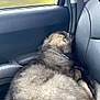 Vulkan participe au concours pour gagner de l'argent avec cette photo : dog, fluffy, car, backseat, window, seatbelt, resting, curled_up, furry, collar, interior, travel, pet, sleeping, cozy, transportation, animal, domestic_animal, companion, relaxing
