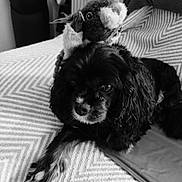 Roxy participe au concours pour gagner de l'argent avec cette photo : puppy, dog, stuffed_animal, sheep, black_and_white, portrait, bed, bedroom, blanket, patterned_fabric, fluffy, long_hair, sitting, cute, pet, animal, indoor, cozy, playful, photography