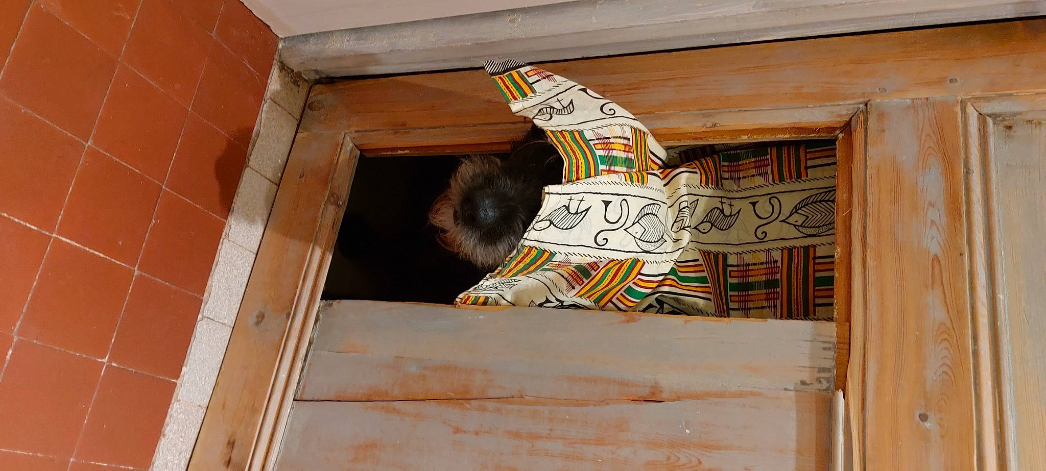 Spirit participe au concours pour gagner de l'argent avec cette photo : art, brick, brickwork, building, carnivore, cat, door, facade, felidae, hardwood, house, plywood, rectangle, small_to_medium_sized_cats, stairs, tail, tints_and_shades, window, wood, wood_stain