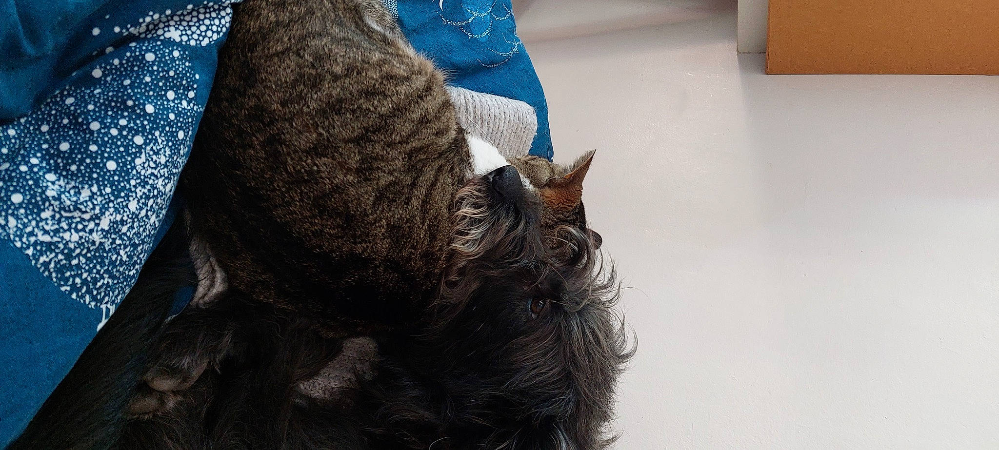 Spirit a rejoint le concours — aidez-le/la à gagner de superbes lots ! bag, blue, carnivore, cat, claw, denim, domestic_short_haired_cat, ear, electric_blue, felidae, fur, gesture, hair_coloring, human_leg, small_to_medium_sized_cats, snout, sporting_group, tail, whiskers, wood