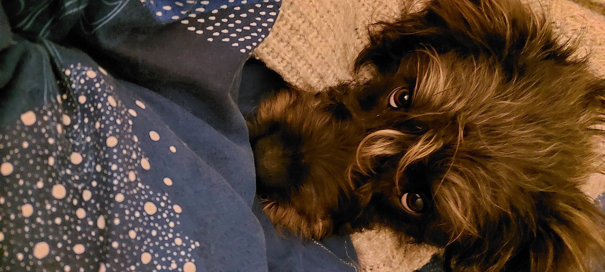 Spirit a rejoint le concours — aidez-le/la à gagner de superbes lots ! canidae, carnivore, companion_dog, dog, dog_breed, fawn, fur, liver, nap, non_sporting_group, pattern, paw, small_terrier, snout, sporting_group, tail, terrier, toy_dog, working_animal, yorkipoo