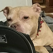 Marley Girl is registered to the contest to win money with this photo: animal, bag, black_bag, canine, close_up, collar, dog, domestic_animal, ears, face, floor, fur, furniture, indoor, light_brown, pet, relaxed, resting, snout, spiked_collar