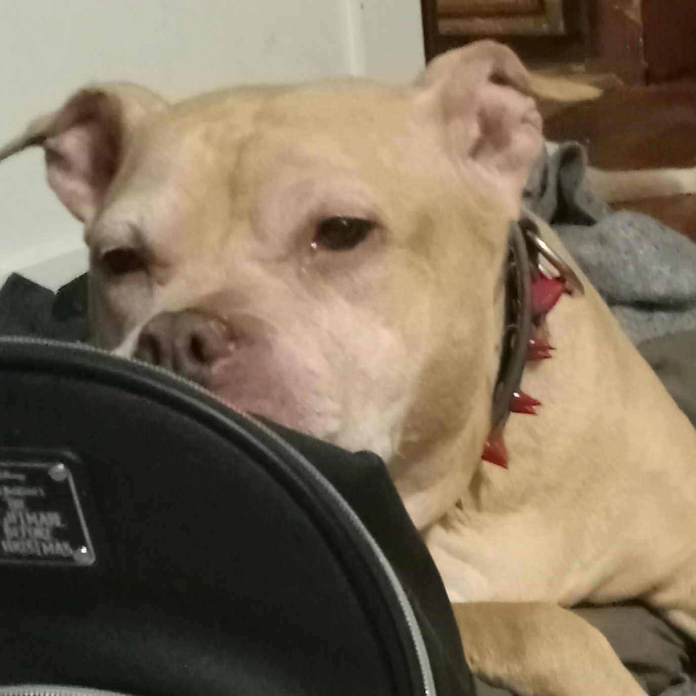 Marley Girl is registered to the contest to win money with this photo: animal, bag, black_bag, canine, close_up, collar, dog, domestic_animal, ears, face, floor, fur, furniture, indoor, light_brown, pet, relaxed, resting, snout, spiked_collar