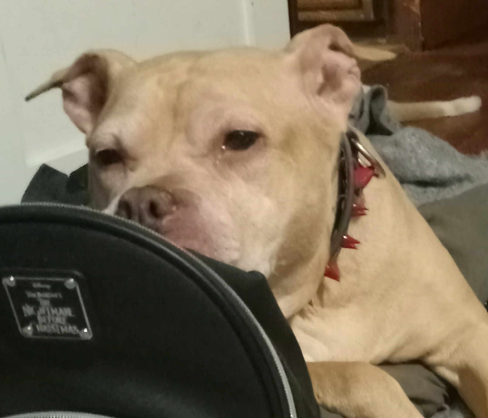 Marley Girl is registered to the contest to win money with this photo: animal, bag, black_bag, canine, close_up, collar, dog, domestic_animal, ears, face, floor, fur, furniture, indoor, light_brown, pet, relaxed, resting, snout, spiked_collar