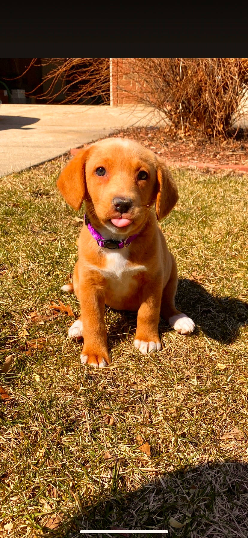 Pumpkin joined the competition — help win amazing prizes! ball, canidae, carnivore, companion_dog, dog, dog_breed, dog_collar, fawn, grass, gun_dog, hunting_dog, liver, paw, plant, snout, soil, sporting_group, tail, toy, working_animal