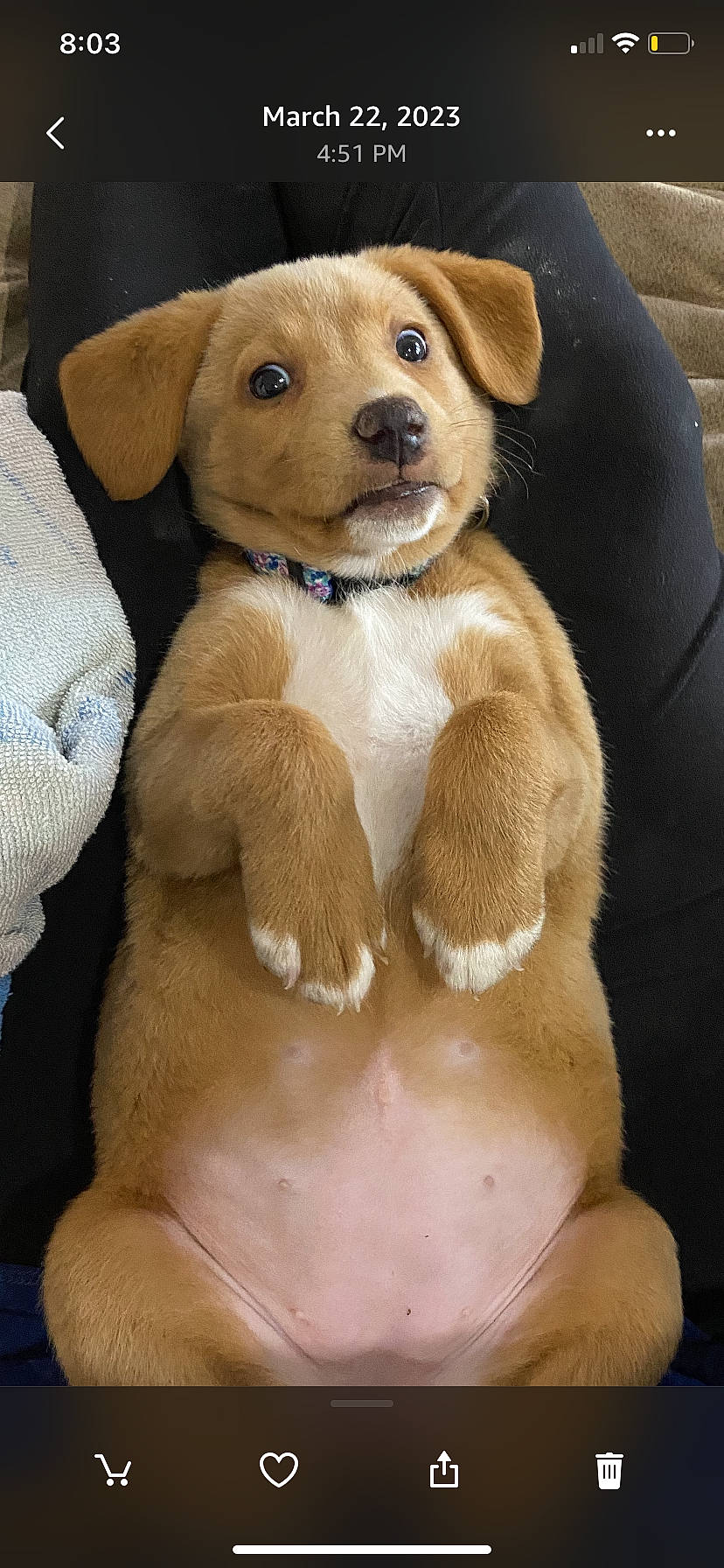 Pumpkin is registered to the contest to win money with this photo: beaglier, brown, canidae, carnivore, collar, companion_dog, dog, dog_breed, dog_collar, dog_supply, fawn, fur, liver, paw, puppy, snout, sporting_group, toy, whiskers, working_animal