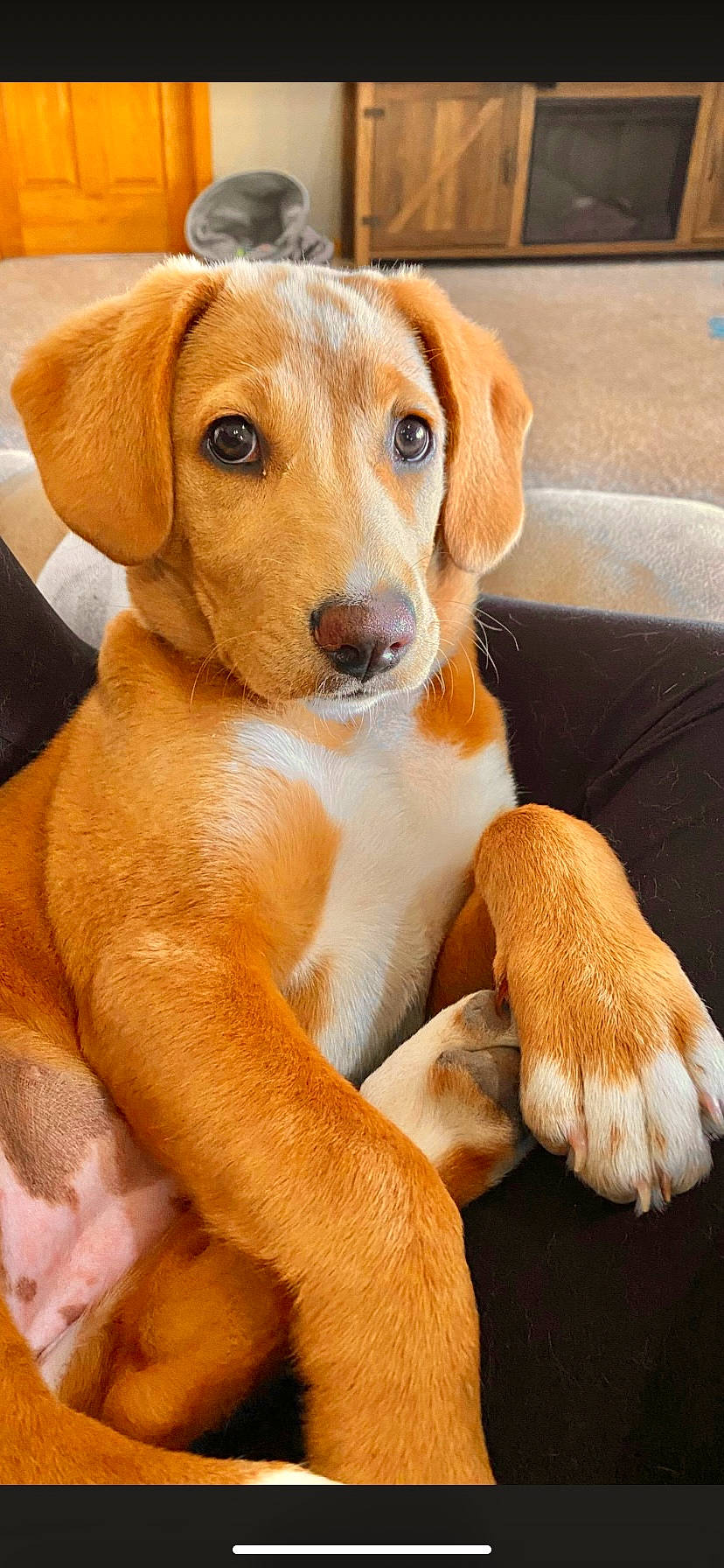 Pumpkin is registered to the contest to win money with this photo: canidae, carnivore, collar, comfort, companion_dog, couch, dog, dog_breed, ear, eye, fawn, fur, hunting_dog, liver, paw, puppy, sporting_group, whiskers, wood, working_animal