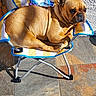 animal, brown_dog, cartoon, chair, companion, cute, daylight, dog, french_bulldog, outdoor, patterned_chair, pet, relaxing, shadow, small_chair, sunglasses, sunlight, texture, tile_floor, wall