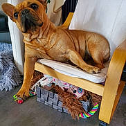 Abbie a rejoint le concours — aidez-le/la à gagner de superbes lots ! dog, french_bulldog, pet, animal, sitting, chair, wooden_furniture, indoor, portrait, close_up, wrinkles, ears, brown_coat, black_muzzle, eyes, toys, colorful_toys, cushion, home, relaxed