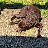 Jazzy a rejoint le concours — aidez-le/la à gagner de superbes lots ! dog, brown_dog, lying_down, sunlight, outdoor, grass, garden, patio, relaxed, animal, pet, summer, nature, canine, resting, shadow, collar, daylight, ground, peaceful
