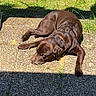 dog, brown_dog, lying_down, sunlight, outdoor, grass, garden, patio, relaxed, animal, pet, summer, nature, canine, resting, shadow, collar, daylight, ground, peaceful