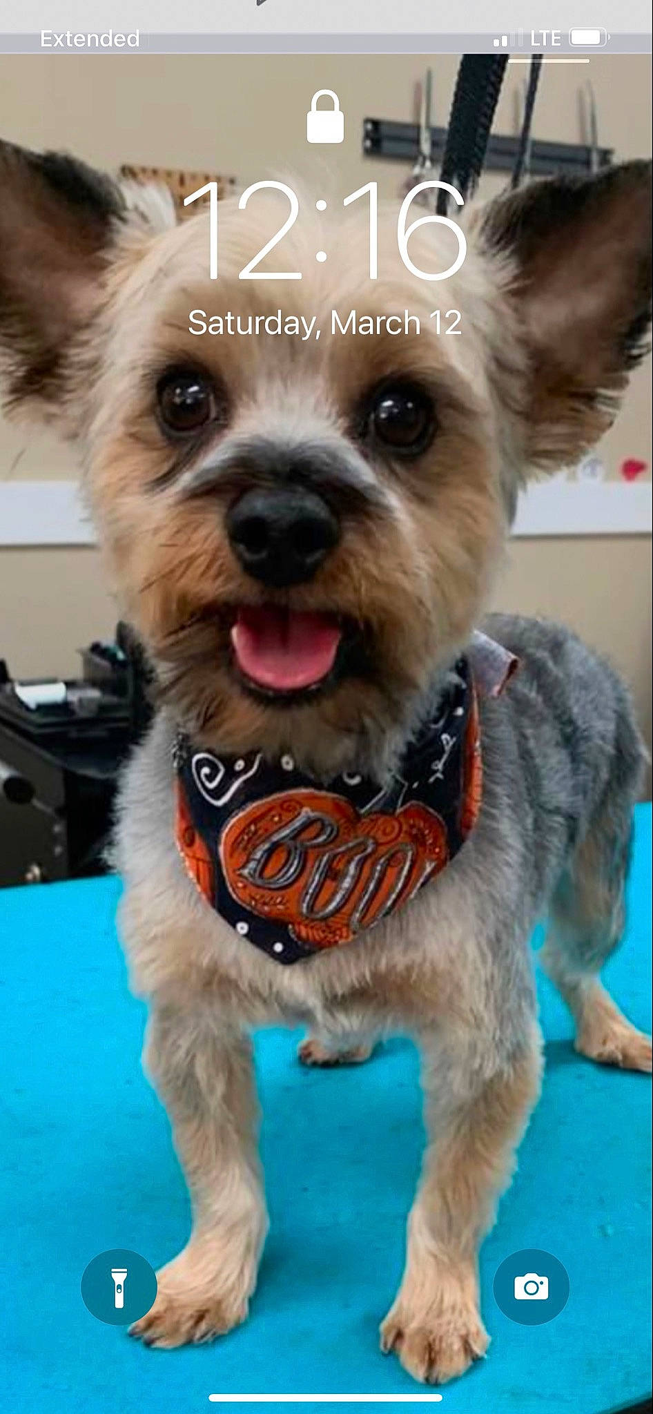 Pipsqueak joined the competition — help win amazing prizes! carnivore, collar, companion_dog, dog, dog_breed, dog_clothes, dog_collar, dog_supply, fashion_accessory, fawn, fur, leash, liver, paw, pet_supply, snout, sporting_group, terrier, toy_dog, working_animal