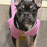 Ruby joined the competition — help win amazing prizes! dog, french_bulldog, puppy, pink_shirt, pearl_necklace, heart_tag, wooden_floor, big_ears, paws, close_up, portrait, looking_up, black_coat, white_chest, standing, indoor, pet, cute, accessory, adorable