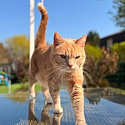Pookie a rejoint le concours — aidez-le/la à gagner de superbes lots ! cat, orange_tabby, walking, glass_table, reflection, outdoor, daylight, blue_sky, garden, plants, sunny, fur, whiskers, tail_up, focused, animal, pet, nature, close_up, mammal