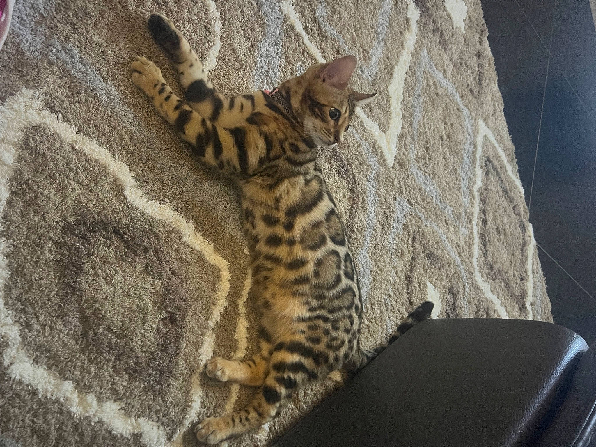 Inaya participe au concours pour gagner de l'argent avec cette photo : big_cats, carnivore, claw, eye, fawn, felidae, fur, jaguar, leopard, natural_material, organism, pattern, rock, small_to_medium_sized_cats, snout, tail, terrestrial_animal, whiskers, wildlife