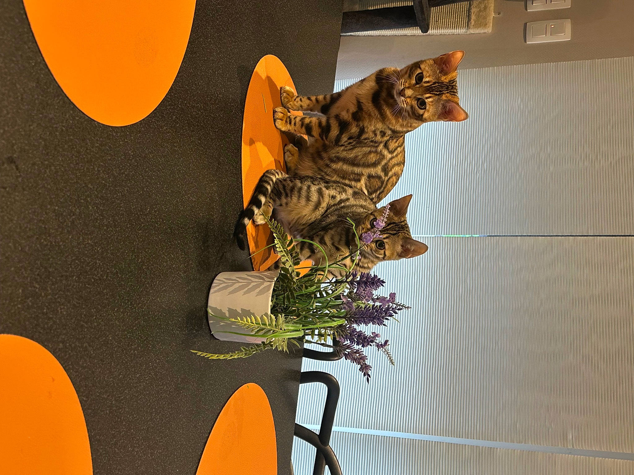 Inaya participe au concours pour gagner de l'argent avec cette photo : art, carnivore, design, felidae, font, graphics, houseplant, illustration, interior_design, orange, plant, room, small_to_medium_sized_cats, tail, textile, tree, visual_arts, wall, window, wood