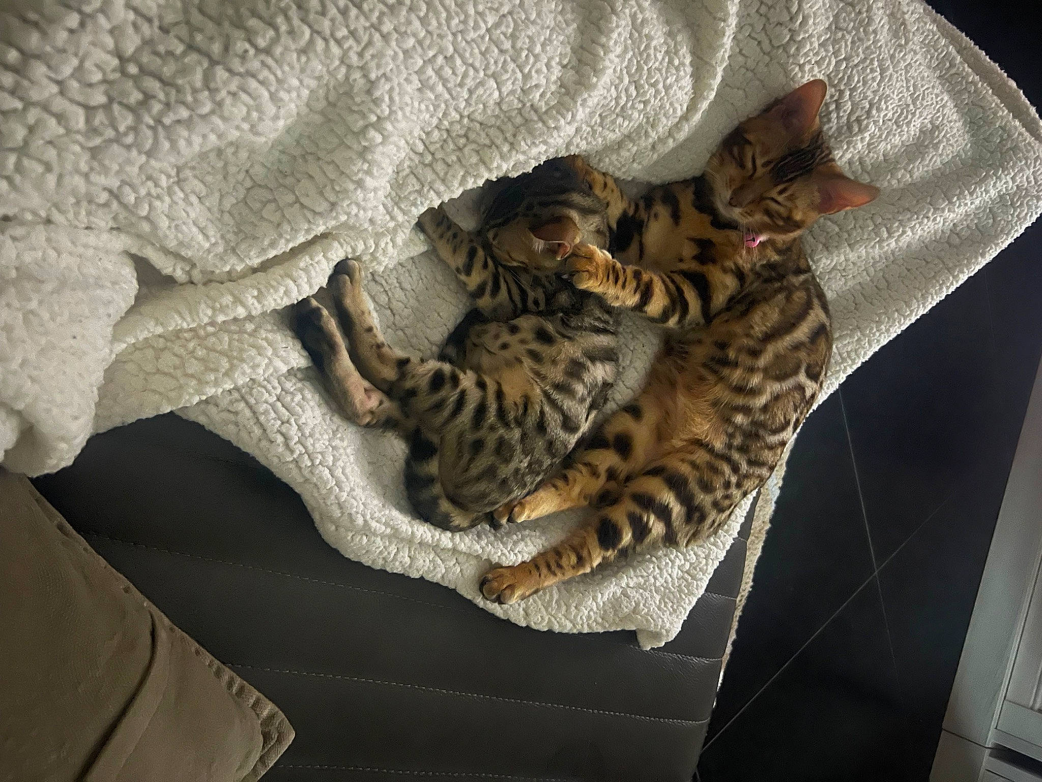 Inaya participe au concours pour gagner de l'argent avec cette photo : bengal, big_cats, carnivore, cat, cat_bed, cat_supply, comfort, domestic_short_haired_cat, felidae, fur, jaguar, leopard, pattern, paw, room, small_to_medium_sized_cats, tail, terrestrial_animal, whiskers, wildlife