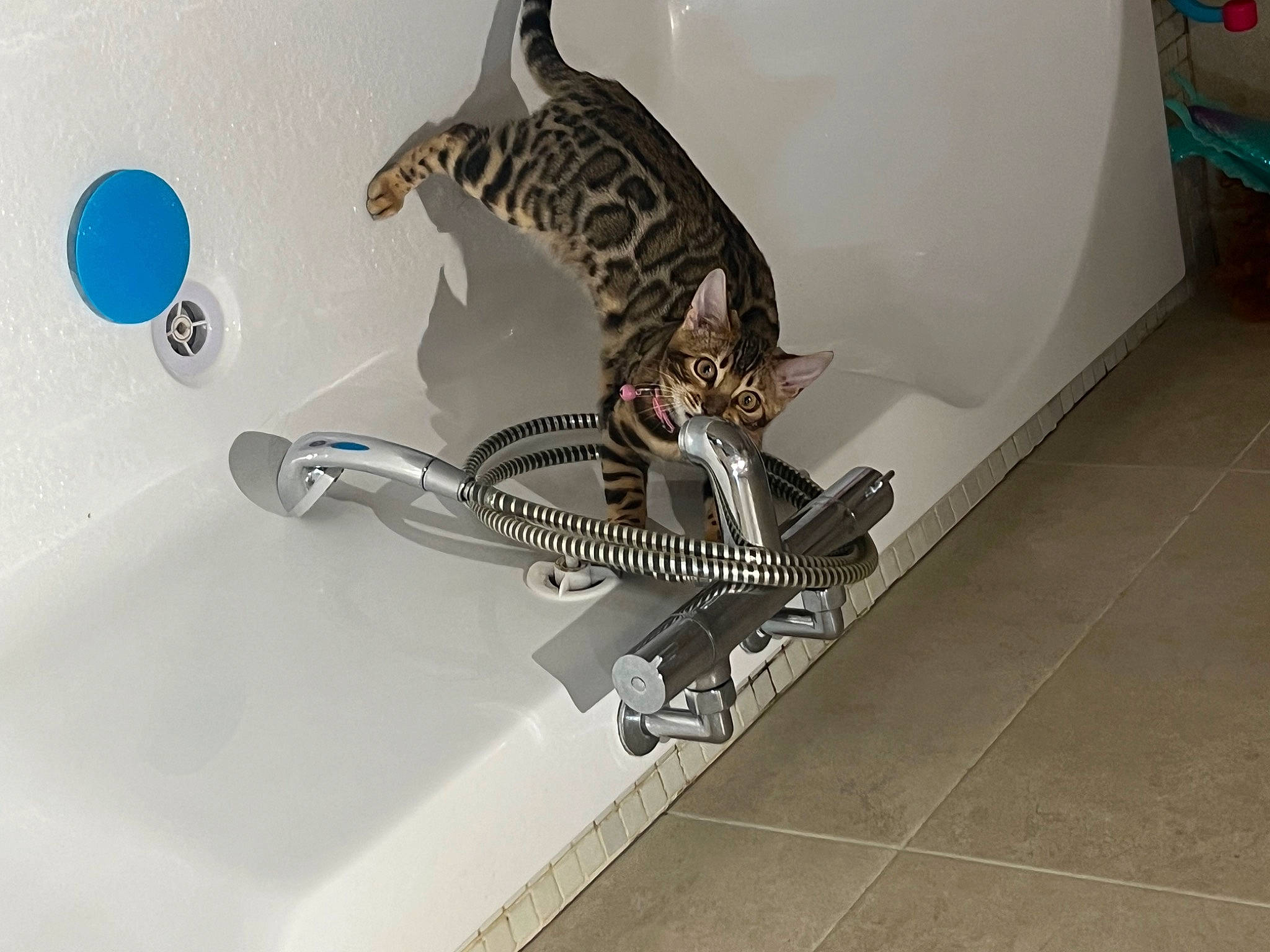 Inaya a rejoint le concours — aidez-le/la à gagner de superbes lots ! art, big_cats, felidae, fin, fish, font, jaguar, metal, tail, titanium, wildlife