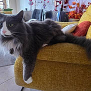 Rio participe au concours pour gagner de l'argent avec cette photo : cat, gray_cat, white_paws, fluffy_fur, living_room, couch, mustard_yellow, armrest, indoor, plant, decorations, autumn, cozy, furniture, pet, relaxed, floor_tiles, curious, whiskers, tail