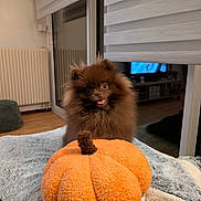 Aurora participe au concours pour gagner de l'argent avec cette photo : dog, pomeranian, fluffy, brown, toy, pumpkin, plush, blanket, indoor, home, pet, cute, happy, tongue_out, fur, animal, cozy, living_room, carpet, window