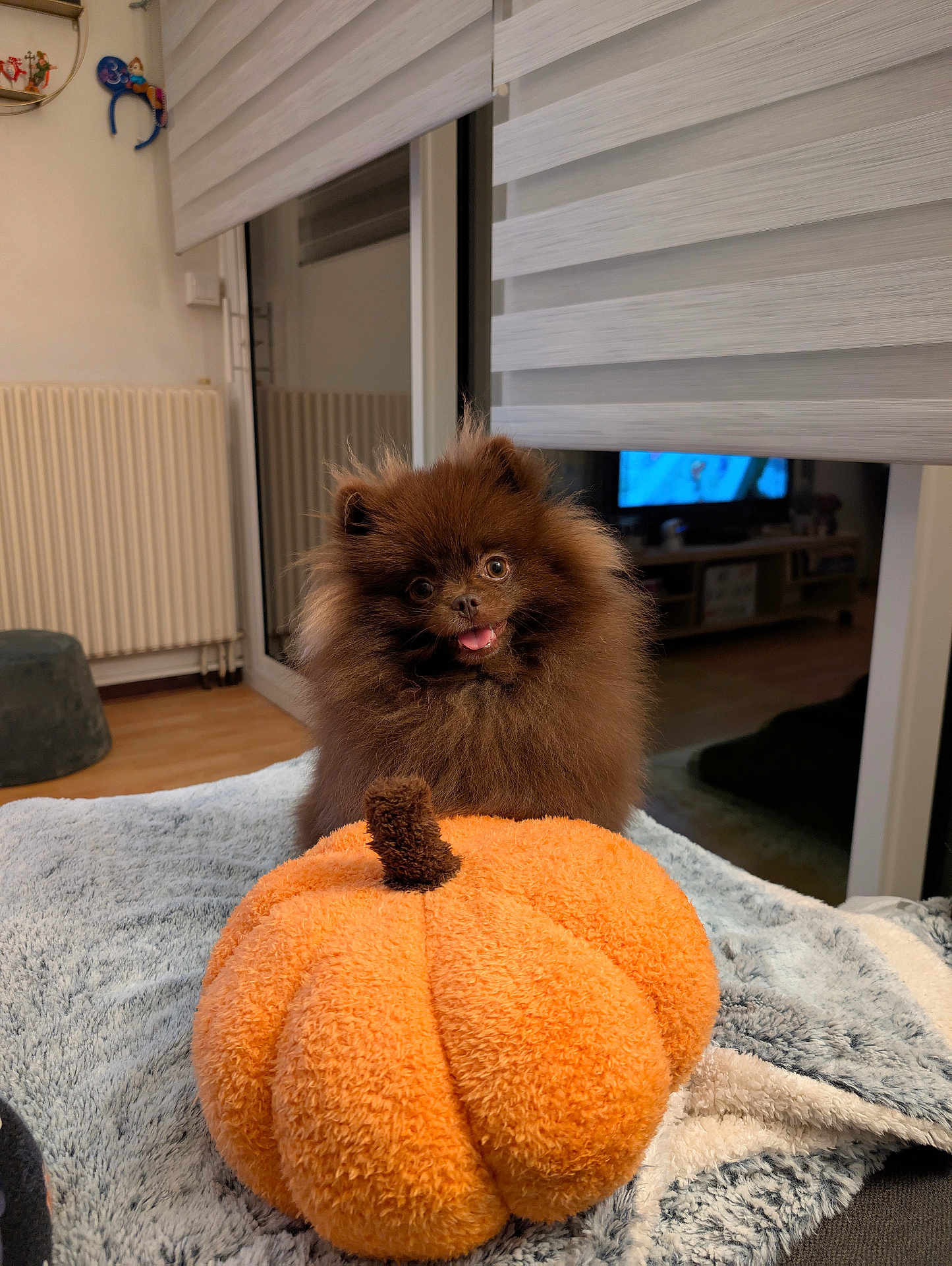 Aurora participe au concours pour gagner de l'argent avec cette photo : dog, pomeranian, fluffy, brown, toy, pumpkin, plush, blanket, indoor, home, pet, cute, happy, tongue_out, fur, animal, cozy, living_room, carpet, window