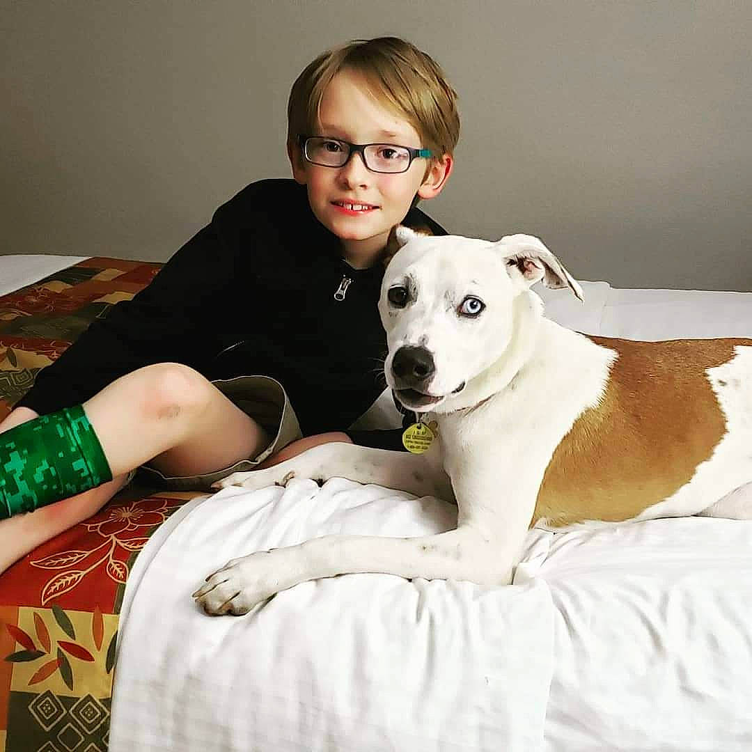 Prince Cosmo joined the competition — help win amazing prizes! carnivore, comfort, companion_dog, couch, dog, dog_breed, eyewear, fawn, fur, glasses, human_leg, knee, linens, remote_control, sitting, snout, sporting_group, t_shirt, vision_care, working_animal