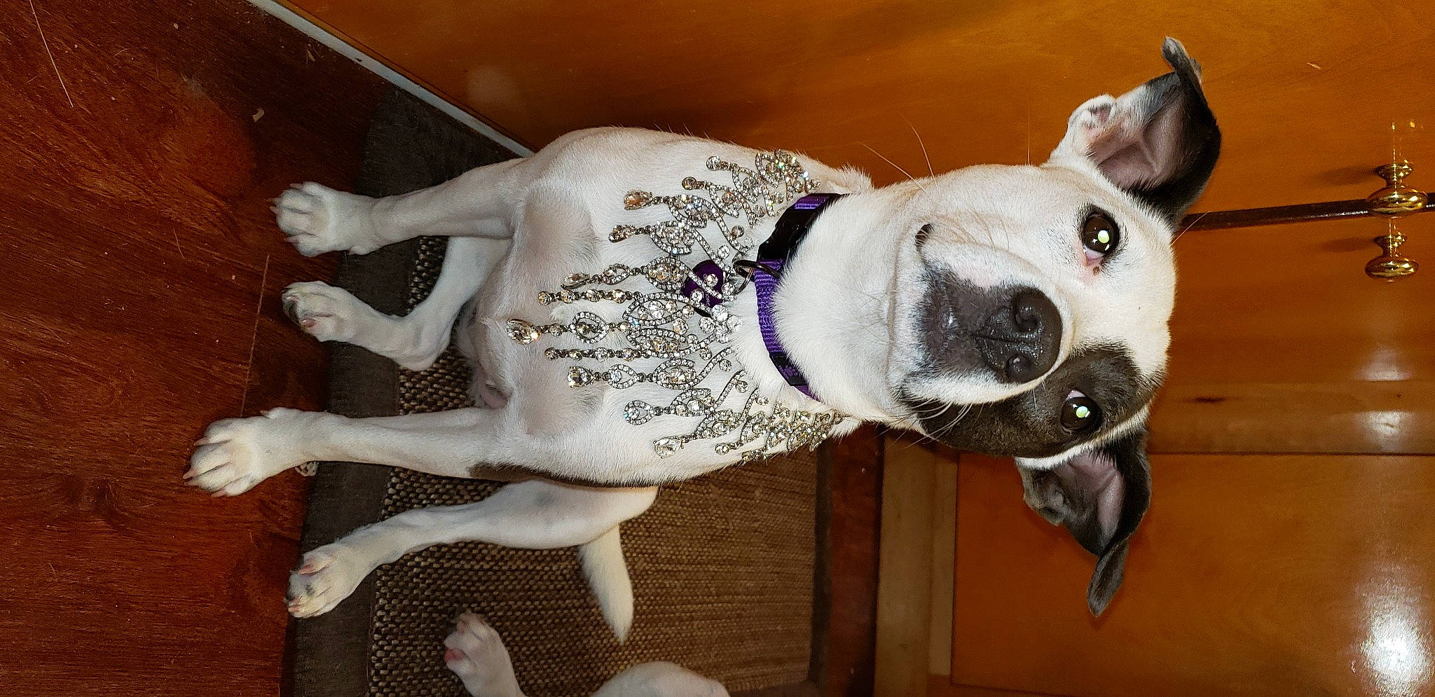 Princess Chloe joined the competition — help win amazing prizes! art, canidae, carnivore, collar, companion_dog, dog, dog_breed, dog_clothes, dog_collar, dog_supply, fawn, fur, leash, pet_supply, snout, sporting_group, tail, terrestrial_animal, whiskers, working_animal