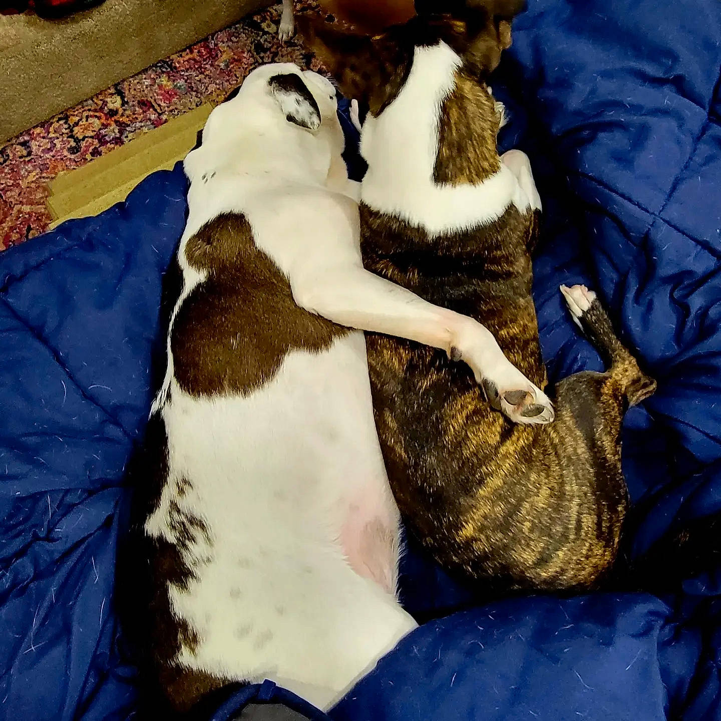 Princess Chloe is registered to the contest to win money with this photo: bedding, canidae, carnivore, comfort, companion_dog, dog_breed, duvet, fawn, felidae, fur, linens, mammal, paw, small_to_medium_sized_cats, sporting_group, tail, vertebrate, whiskers, wood, working_animal