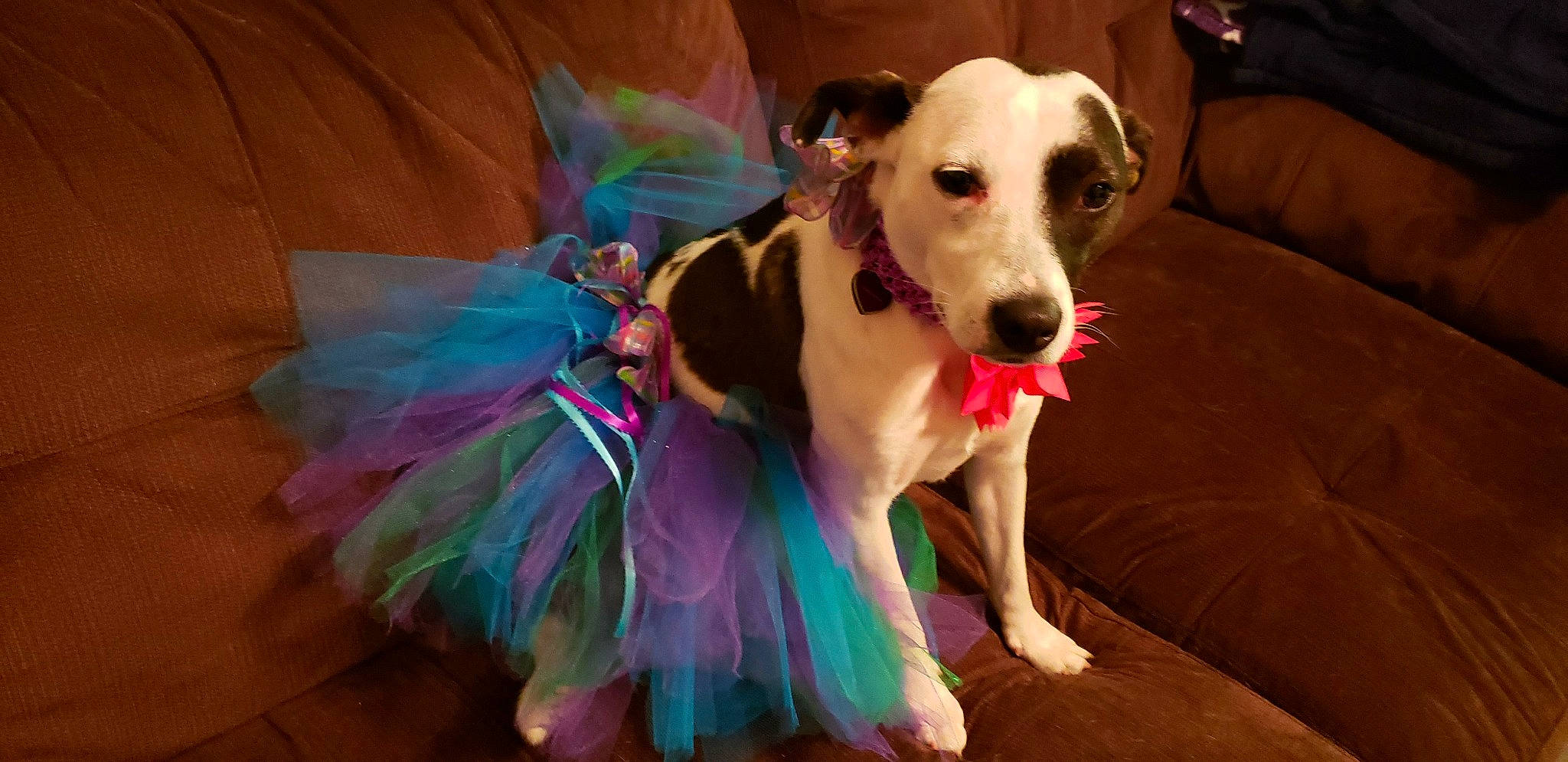 Princess Chloe is registered to the contest to win money with this photo: carnivore, collar, companion_dog, dog, dog_breed, dog_clothes, dog_collar, dog_supply, event, fawn, feather, fur, happy, magenta, mythical_creature, sighthound, snout, sporting_group, whiskers, working_animal