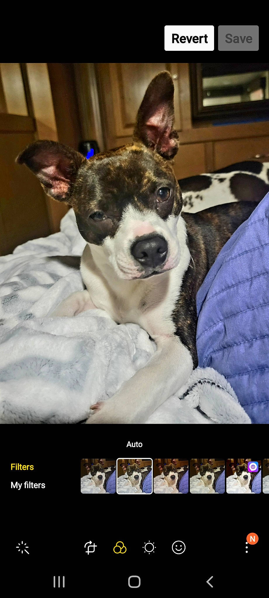 Duck Duck is registered to the contest to win money with this photo: carnivore, collar, comfort, companion_dog, couch, dog, dog_breed, font, fur, non_sporting_group, photo_caption, screenshot, sporting_group, terrestrial_animal, whiskers, working_animal