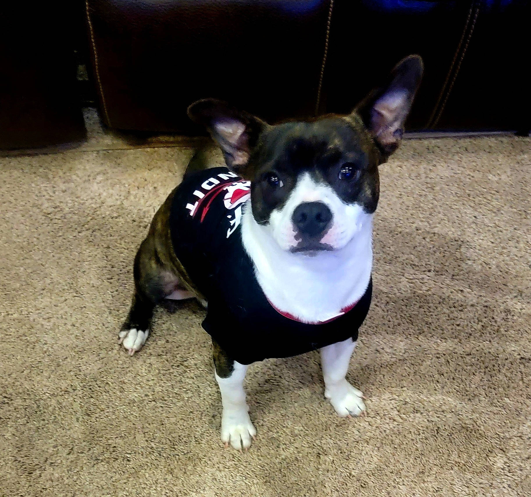 Duck Duck is registered to the contest to win money with this photo: canidae, carnivore, chihuahua, collar, companion_dog, dog, dog_breed, dog_collar, dog_supply, eye, fashion_accessory, fawn, fur, shipping_box, snout, sporting_group, tail, toy_dog, whiskers, working_animal