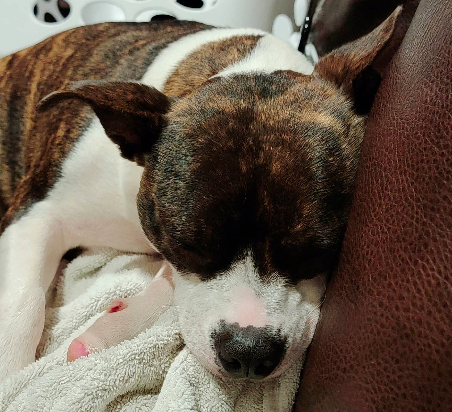 Duck Duck is registered to the contest to win money with this photo: bored, canidae, carnivore, collar, comfort, companion_dog, dog, dog_breed, dog_collar, ear, fawn, fur, paw, puppy_love, snout, sporting_group, terrestrial_animal, terrier, whiskers, working_animal