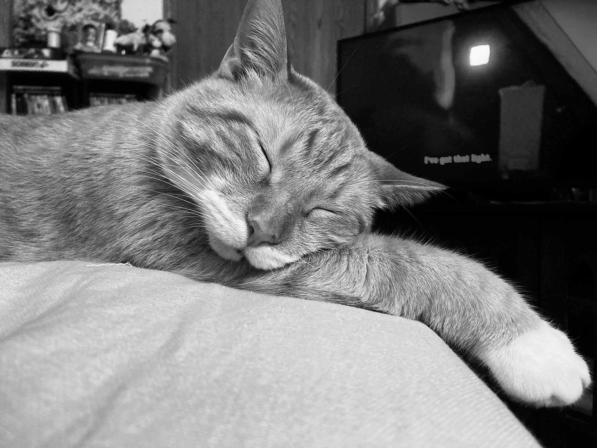 Akira is registered to the contest to win money with this photo: black, black_and_white, carnivore, cat, comfort, domestic_short_haired_cat, felidae, fur, gesture, grey, monochrome, monochrome_photography, nap, paw, sitting, small_to_medium_sized_cats, snout, stock_photography, style, whiskers