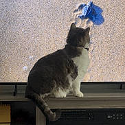 Nala joined the competition — help win amazing prizes! animal, beach_scene, cat, collar, curious, domestic_cat, fluffy, furniture, home, indoor, nature_image, pet, sand, screen, sea_turtle, shadow, tail, television, watching, wooden_cabinet