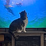 animal, blue, cat, collar, curious, domestic_cat, entertainment, fish, furniture, green, home, indoor, pet, screen, sitting, tail, television, underwater, watching, wooden_stand