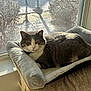 cat, cat_bed, cozy, cushion, fur, gray_and_white, home_interior, indoor, looking_at_camera, pet, portrait, relaxed, resting, shadow, snow_outside, sunlight, tabby_cat, whiskers, window, windowsill
