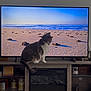 Nala is registered to the contest to win money with this photo: animal, beach, cat, curious, decor, furniture, gray_white_cat, home, indoor, living_room, ocean, pet, relaxation, sand, screen, sitting, technology, television, waves, wood_floor