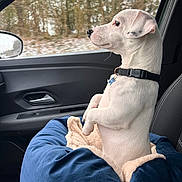 Floki a rejoint le concours — aidez-le/la à gagner de superbes lots ! dog, puppy, white_dog, car_interior, passenger_seat, window, forest, snow, dog_bed, blanket, collar, dog_tag, profile, side_view, paws, travel, road_trip, cozy, seat, upholstery