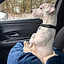 dog, puppy, white_dog, car_interior, passenger_seat, window, forest, snow, dog_bed, blanket, collar, dog_tag, profile, side_view, paws, travel, road_trip, cozy, seat, upholstery