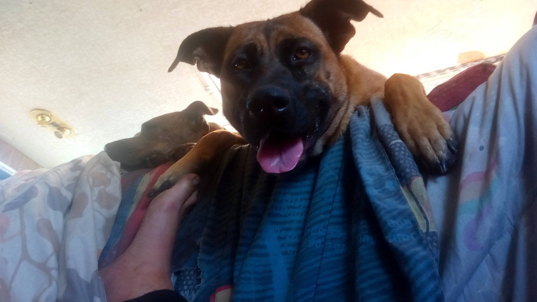 Mimzy is registered to the contest to win money with this photo: canidae, carnivore, collar, comfort, companion_dog, dog, dog_breed, dog_collar, fawn, fun, fur, guard_dog, happy, jaw, selfie, snout, sporting_group, street_dog, working_animal, working_dog