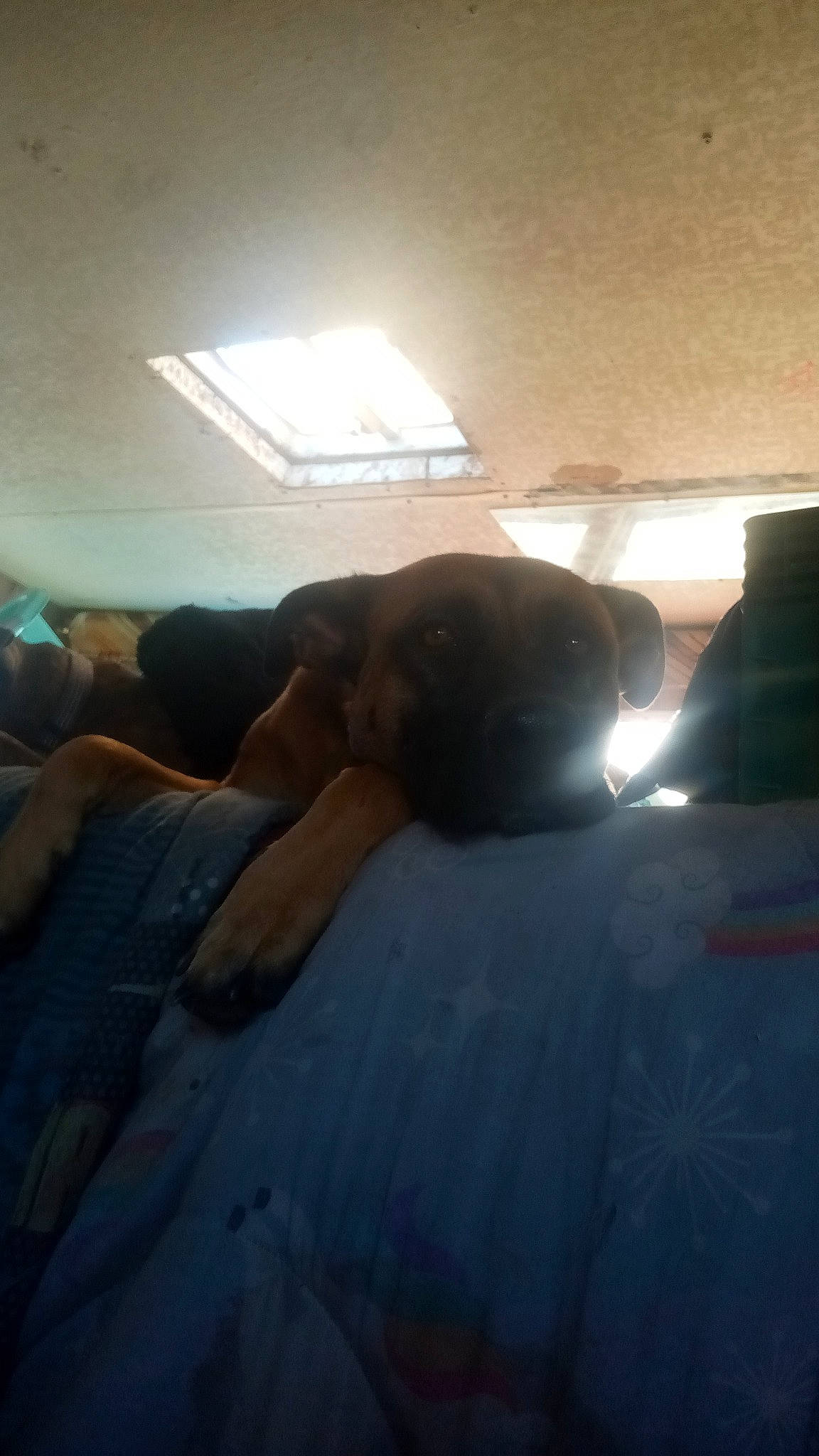 Mimzy joined the competition — help win amazing prizes! canidae, carnivore, ceiling, cloud, comfort, companion_dog, dog, dog_breed, fawn, flooring, fur, mammal, nap, shadow, snout, sporting_group, tints_and_shades, vertebrate, wood, working_animal