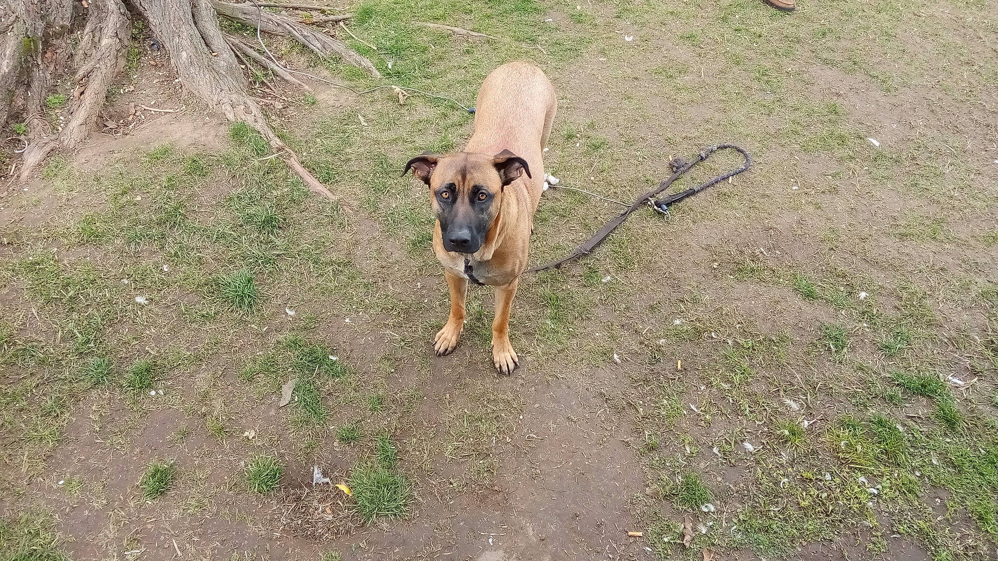 Mimzy joined the competition — help win amazing prizes! canidae, carnivore, companion_dog, dog, dog_breed, dog_clothes, fawn, grass, leash, plant, snout, soil, sporting_group, street_dog, tail, terrestrial_animal, toy_dog, wildlife, working_animal, working_dog