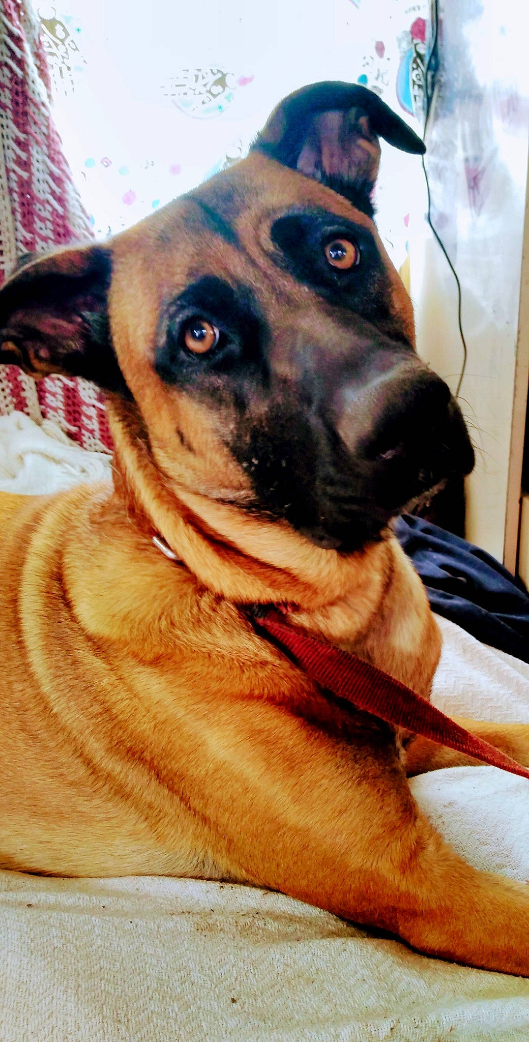 Mimzy is registered to the contest to win money with this photo: ancient_dog_breeds, canidae, carnivore, collar, companion_dog, dog, dog_breed, dog_collar, dog_supply, ear, fawn, fur, guard_dog, non_sporting_group, pet_supply, snout, sporting_group, whiskers, working_animal, working_dog