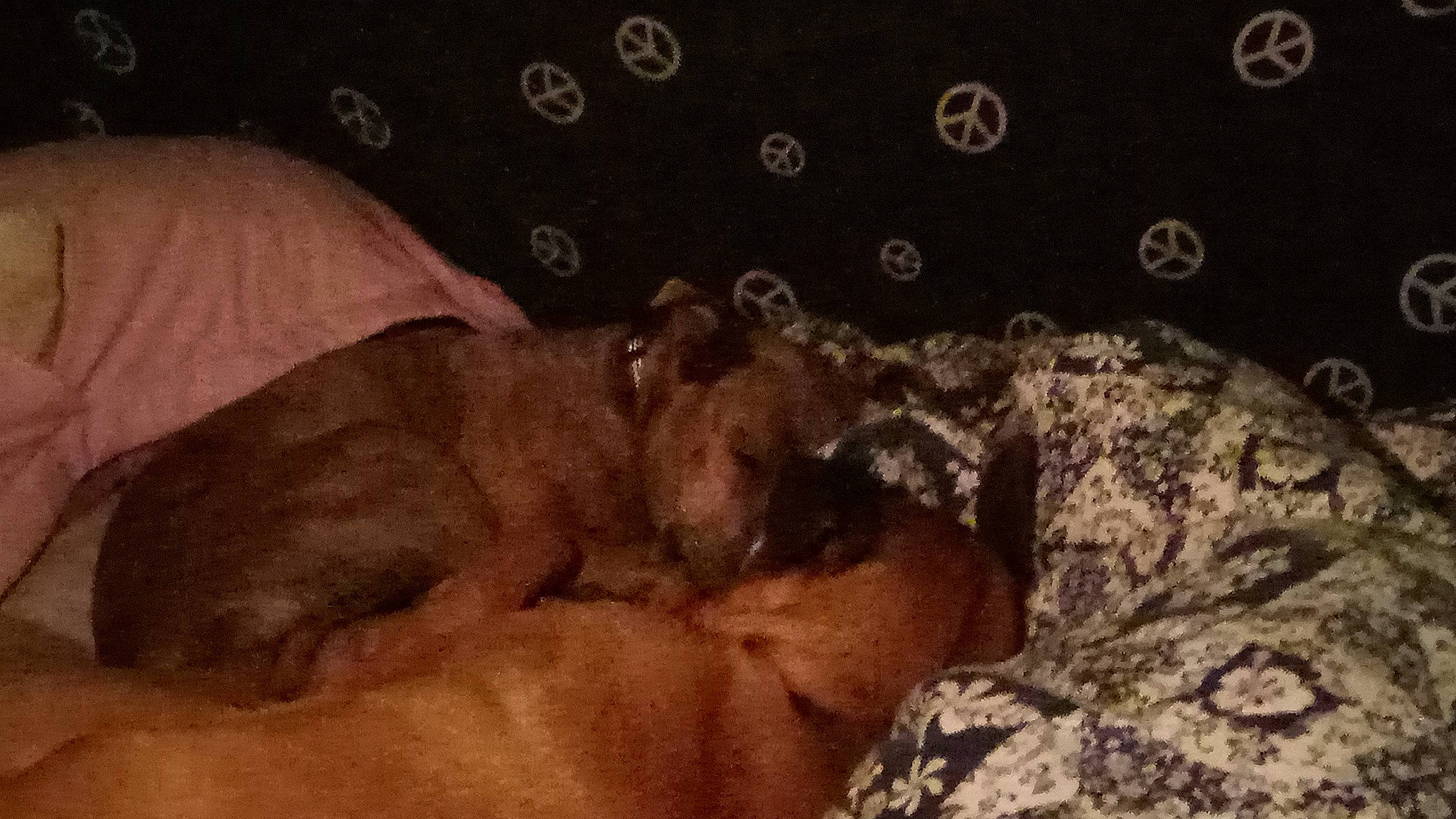 Kira is registered to the contest to win money with this photo: big_cats, brown, canidae, carnivore, comfort, companion_dog, darkness, dog, dog_breed, fawn, felidae, fur, liver, nap, non_sporting_group, paw, sporting_group, terrestrial_animal, whiskers, wildlife