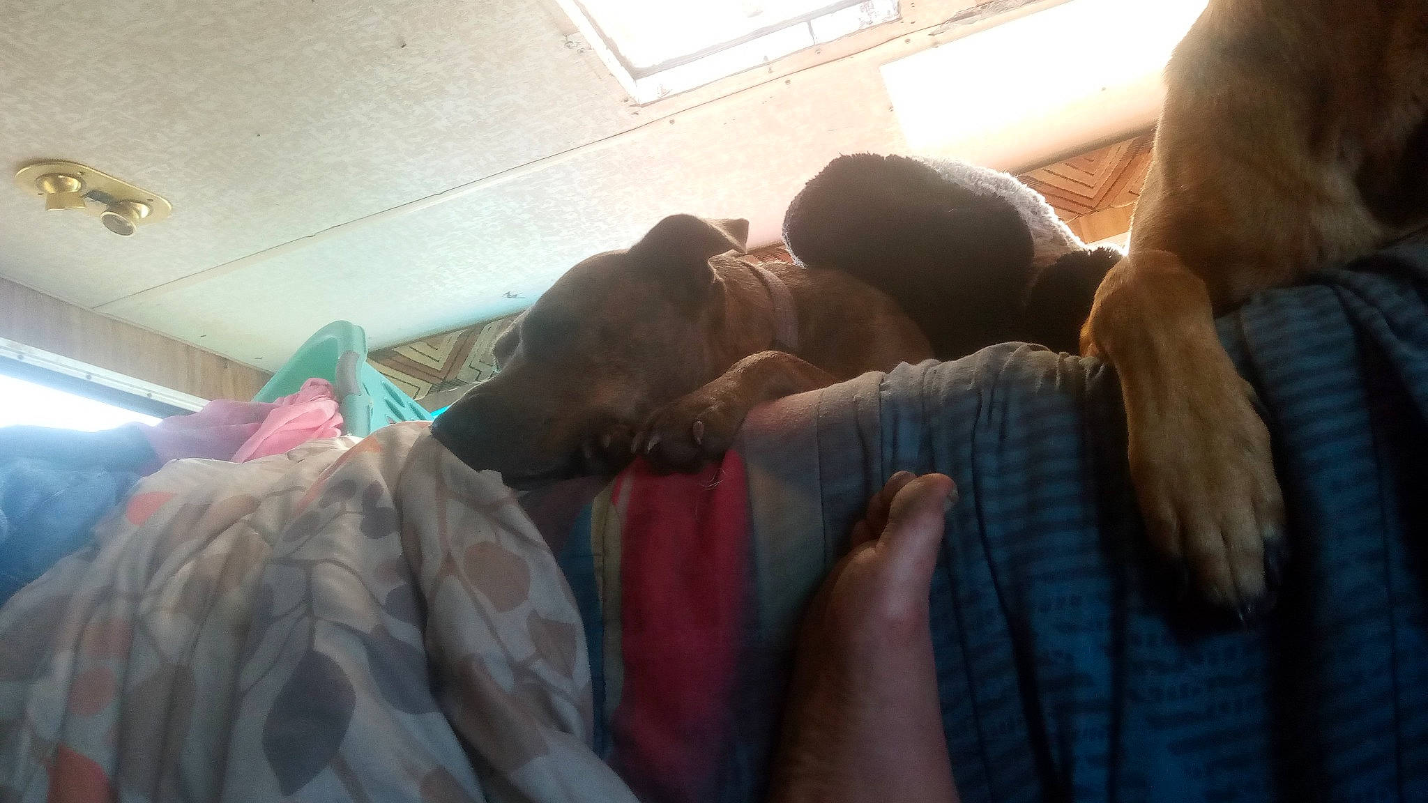 Kira joined the competition — help win amazing prizes! comfort, elbow, flesh, fun, fur, gesture, human_leg, leisure, linens, mouth, nail, room, selfie, t_shirt, thumb, vacation