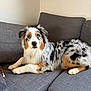 dog, australian_shepherd, pet, couch, sofa, indoor, fur, merle, tricolor, relaxed, lying_down, eyes, portrait, home_interior, paws, muzzle, chew_toy, blanket, furniture, curious_gaze