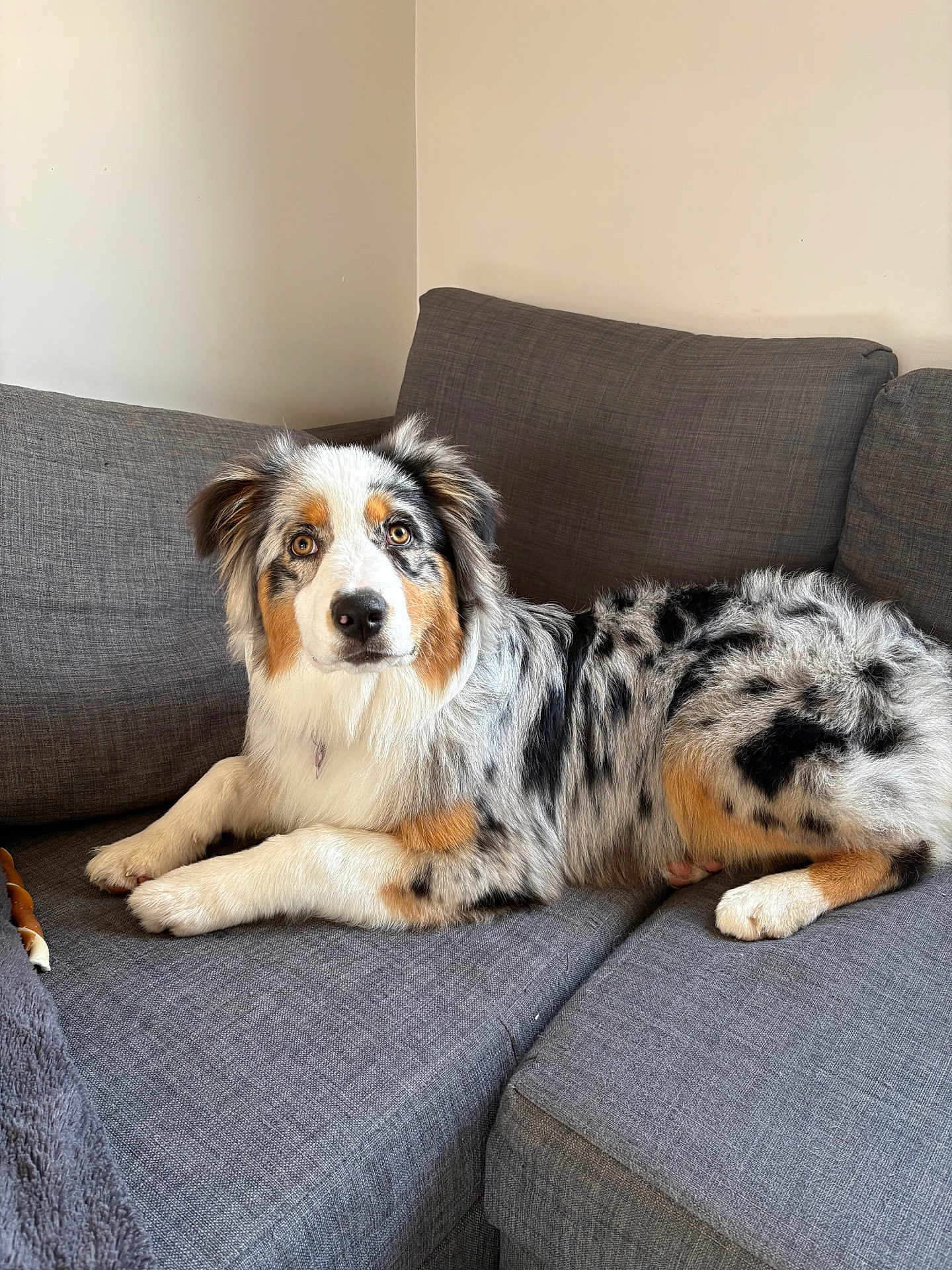 Alia a rejoint le concours — aidez-le/la à gagner de superbes lots ! dog, australian_shepherd, pet, couch, sofa, indoor, fur, merle, tricolor, relaxed, lying_down, eyes, portrait, home_interior, paws, muzzle, chew_toy, blanket, furniture, curious_gaze